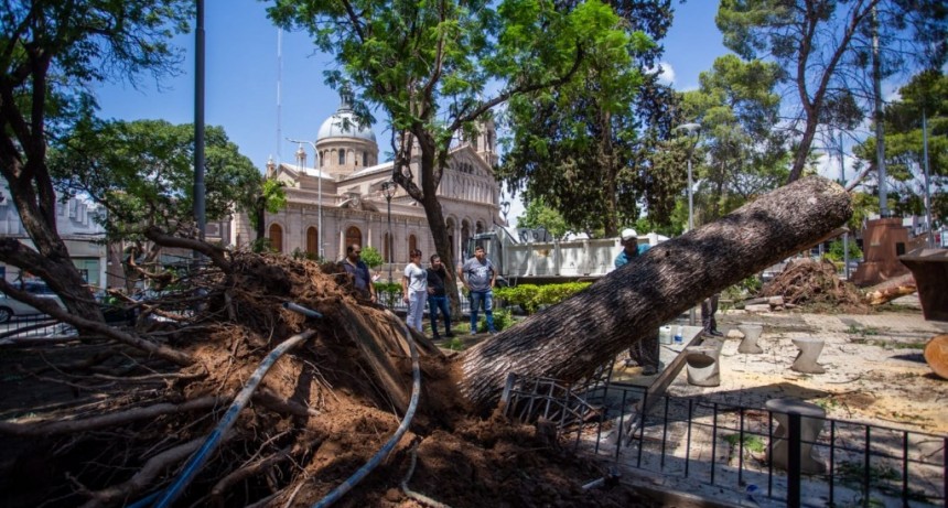 Incesantes tareas de despeje de las cuadrillas operativas del Municipio