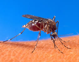 El Comité Estratégico confirmó el segundo caso de dengue en la zona oeste de la Capital