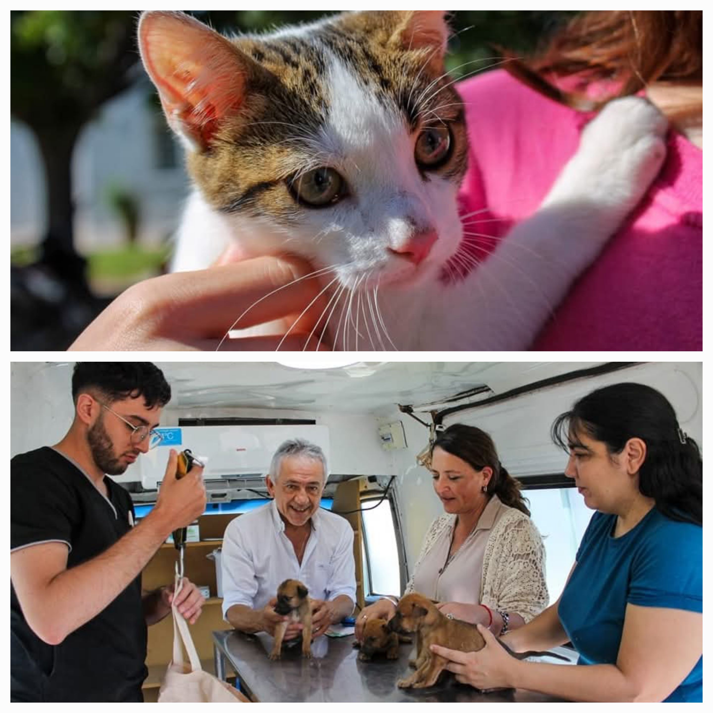 Zona Sur. El Municipio realizó un operativo de atención  pediatrica veterinaria.