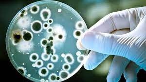 Alerta sanitaria por una bacteria que causa faringitis: hubo 16 muertes en 2023