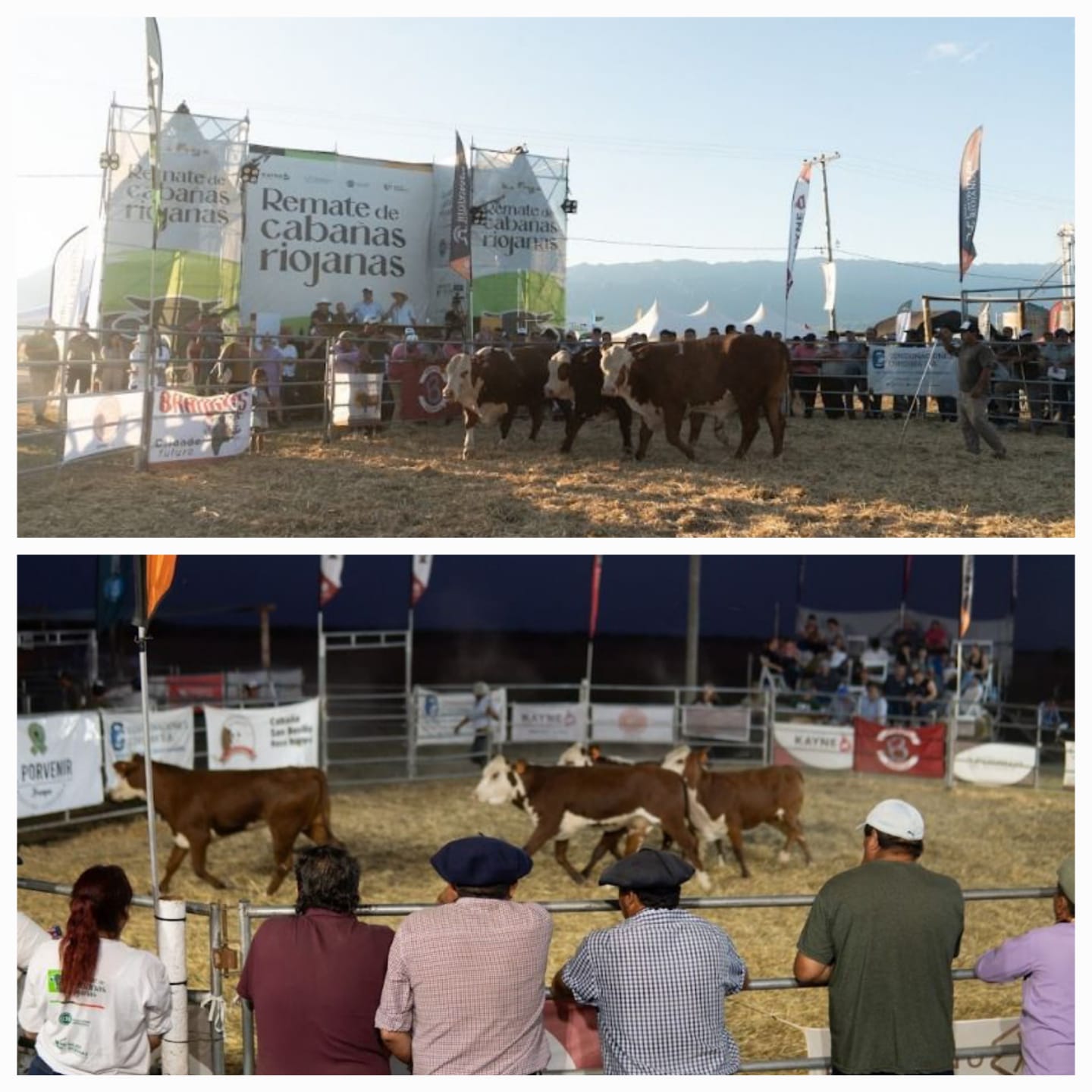 La Provincia reafirma su compromiso con el sector ganadero y prepara el 4° Remate de Cabañas Riojanas.