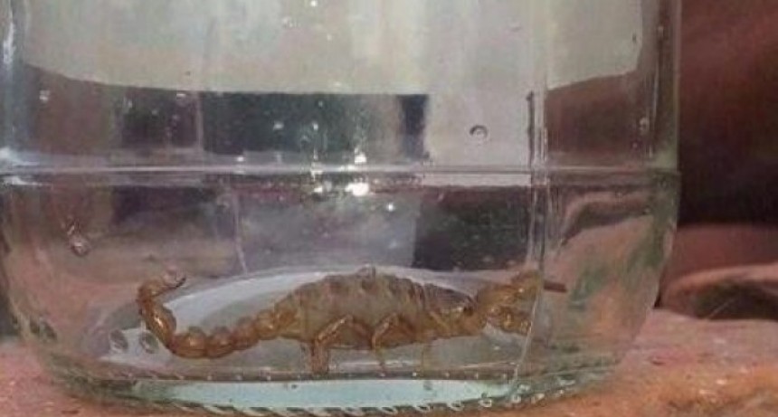Alertan que por el calor aparecieron más accidentes por picaduras de alacranes