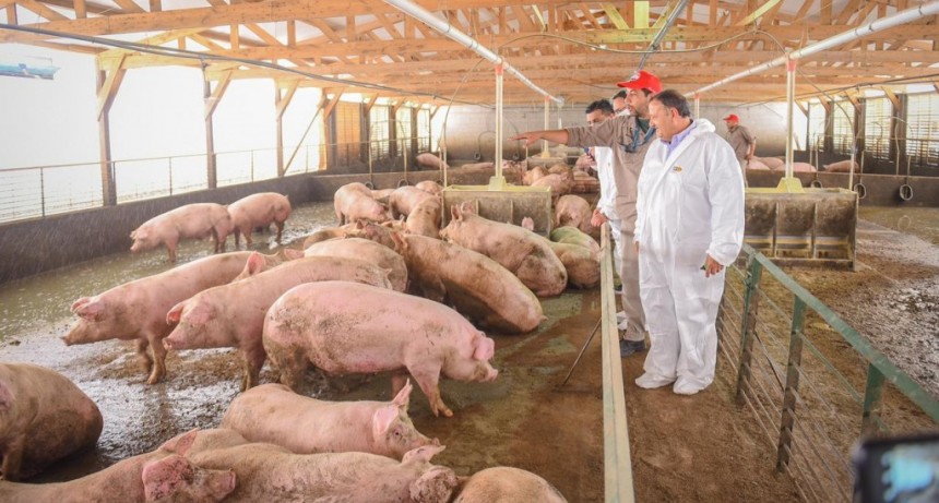 El Gobernador inauguró la nueva planta  de engorde de Cerdo de los Llanos en Ulapes 